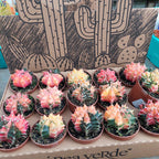 Cactus Gymnocalycium Mihanovichii Pote 6cm Surtido