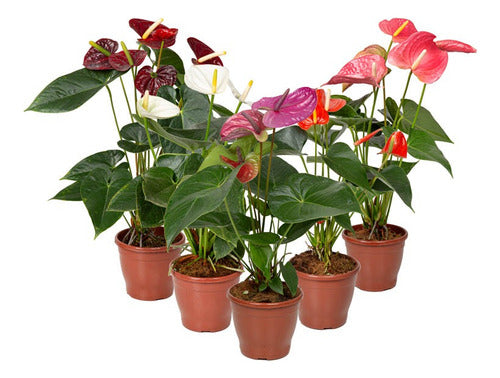 Anturio Surtido Pote 15cm