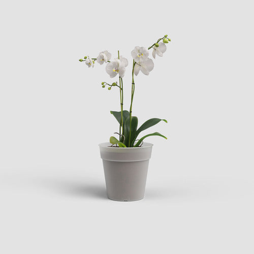 Maceta Para Orquídea Artevasi Madagascar 19cm Transparente Madagascar