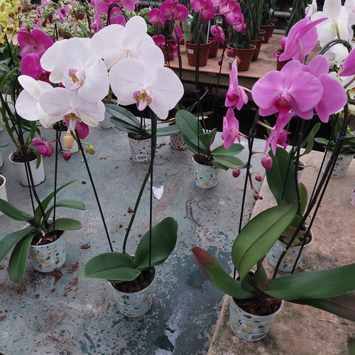 Orquídea Phalaenopsis Cascada Pote 12cm