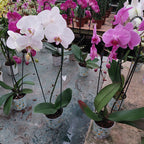 Orquídea Phalaenopsis Cascada Pote 12cm