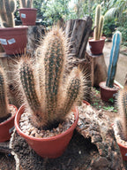 Cactus Pote 19cm
