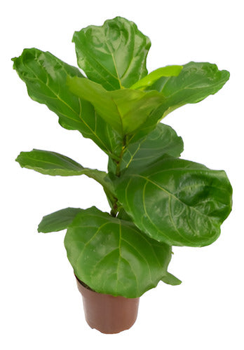 Ficus Lyrata Pote 17cm