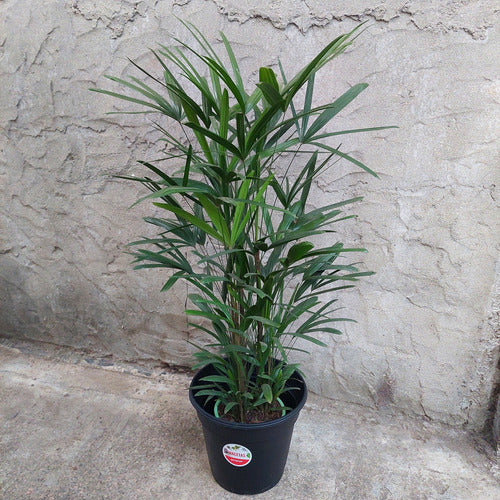 Maceta De Plástico Holanda 40 Gemplast Negro Holanda