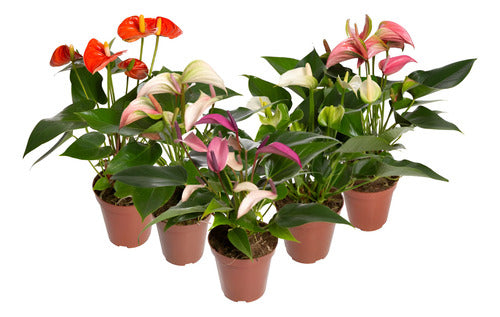 Anturio Surtido Pote 12cm