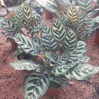 Calathea Makoyana Pote 17cm