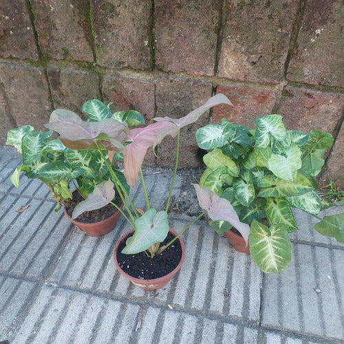 Singonio Variado C13 Surtido