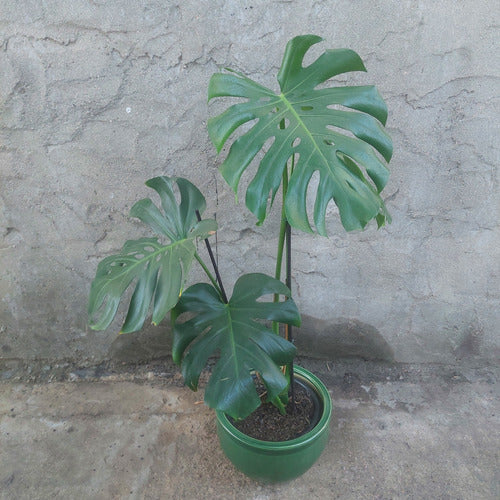 Macetero De Cerámica Interior Roma Tamaño Grande Verde