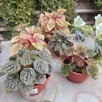 Peperomia Variada C13