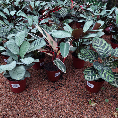 Calathea Variada Pote 12cm
