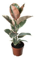 Ficus Elastica Ruby Pote 17cm