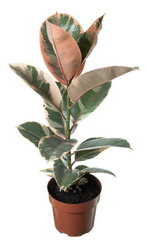 Ficus Elastica Ruby Pote 17cm