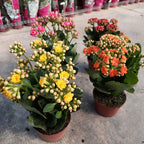 Kalanchoe Doble Pote 11cm ×4 Unidades