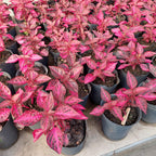 Púrpura Maceta No12