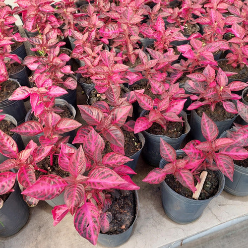 Púrpura Maceta No12