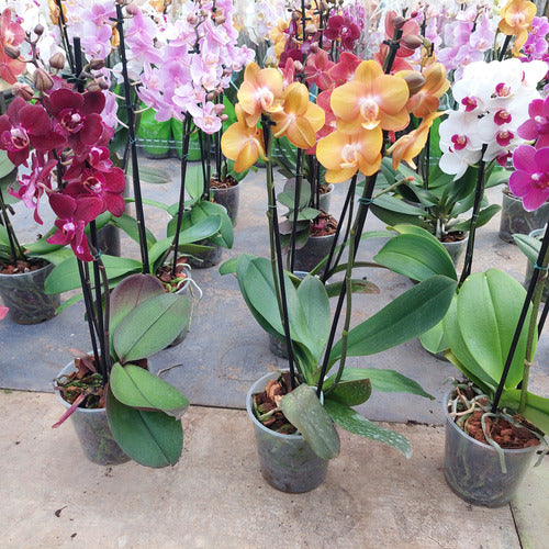 Orquídea Phalaenopsis Mini P12 Surtido