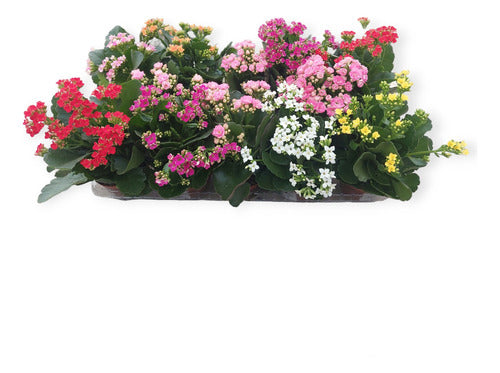 Kalanchoe Surtidos Pote 11cm ×12 Unidades