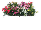 Kalanchoe Surtidos Pote 11cm ×12 Unidades