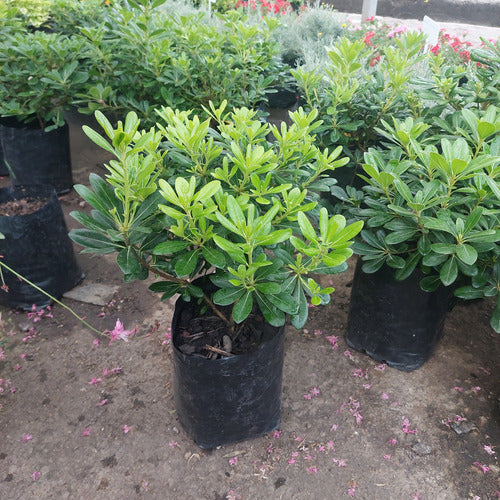 Pittosporum Tobira Nana Chico