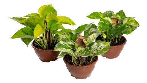 Potus Varias Especies C13