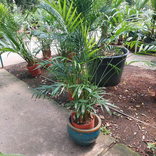 Macetero De Cerámica Interior Roma Tamaño Grande Turquesa Con Marrón