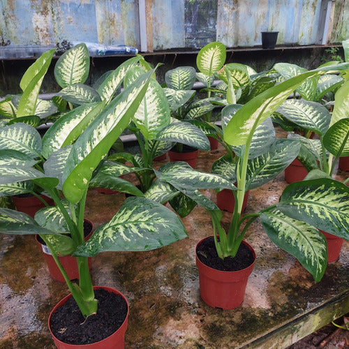 Dieffenbachia Tropic Snow Pote 17cm