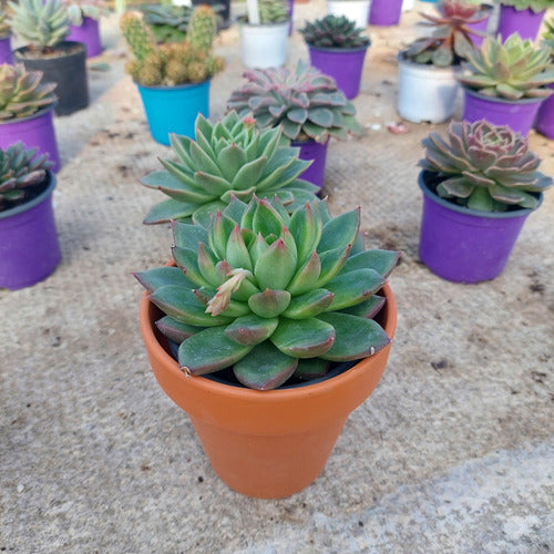 Maceta De Barro Clásica Nº10 Blumsa Terracota