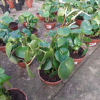 Peperomia Polybotrya Raindrop C13