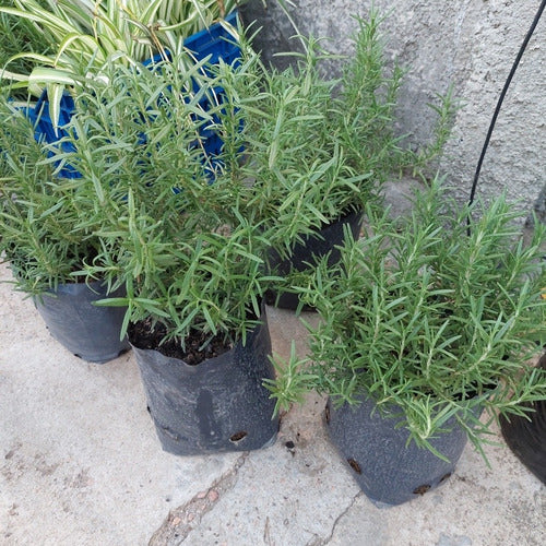 Planta De Romero Mediana