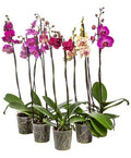 Orquídea Phalaenopsis Con 2 Varas Florales Pote 12cm