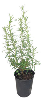 Planta De Romero Chica