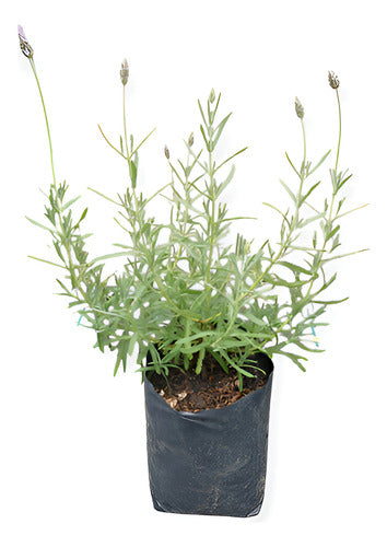 Planta Lavanda Mediana