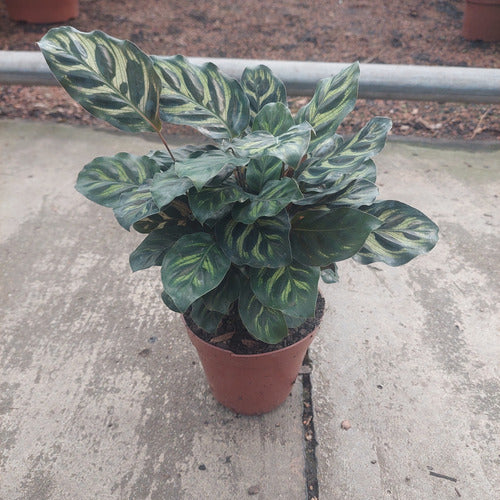 Calathea Makoyama Pote 12cm