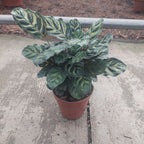 Calathea Makoyama Pote 12cm