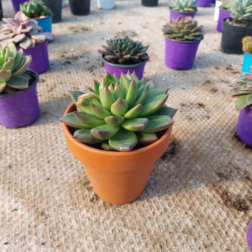 Maceta De Barro Clásica Nº10 Blumsa Terracota