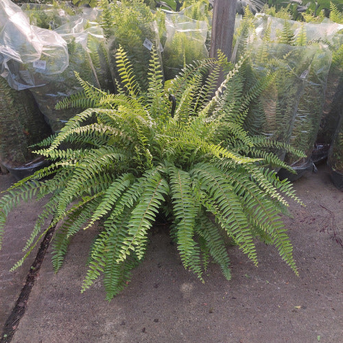 Helecho Americano En Maceta Colgante 25cm