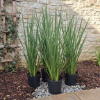 Dietes Tamaño Mediano