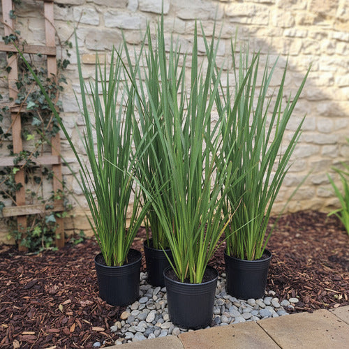 Dietes Tamaño Mediano