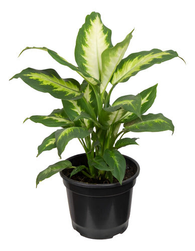 Dieffenbachia Camilla Pote 17cm