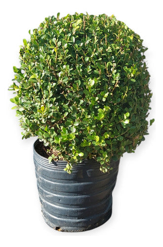 Boj Topiario Tamaño Extra Grande