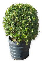 Boj Topiario Tamaño Extra Grande