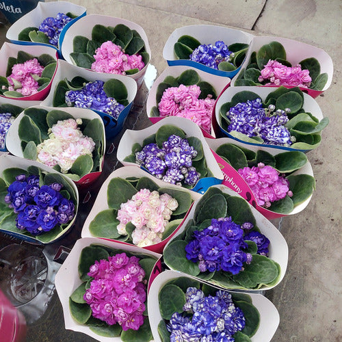 Violeta Africana Flor Doble Pote 11