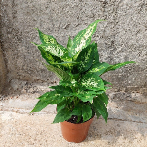 Dieffenbachia Compacta P17