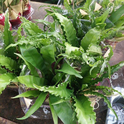 Helecho Asplenium Variado Pote 14cm Surtido