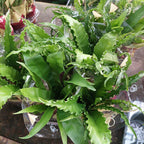 Helecho Asplenium Variado Pote 14cm Surtido