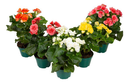 Begonia Pote 11cm Surtido