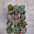 Suculentas, Tunitas Pote 6cm × 15 Unidades