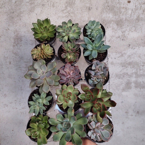 Suculentas, Tunitas Pote 6cm × 15 Unidades