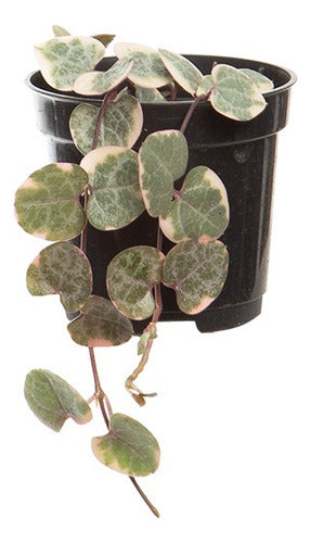 Ceropegia Woodii Pote 6cm