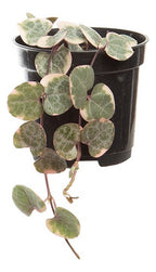 Ceropegia Woodii Pote 6cm